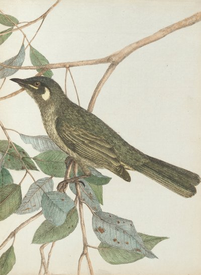 Yellow Ear Honeysucker by John William Lewin